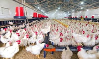 India is likely to give US access to its dairy and poultry markets